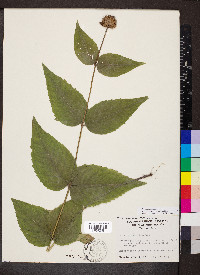 Monarda bradburiana image