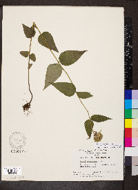 Monarda bradburiana image