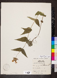 Monarda bradburiana image