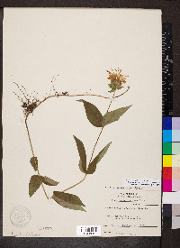 Monarda bradburiana image