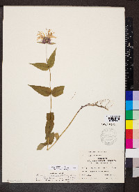 Monarda bradburiana image