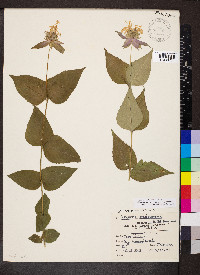 Monarda bradburiana image