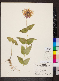 Monarda bradburiana image