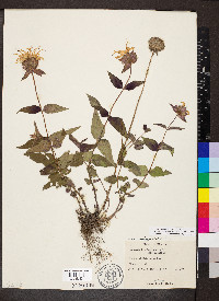 Monarda bradburiana image