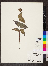 Monarda bradburiana image