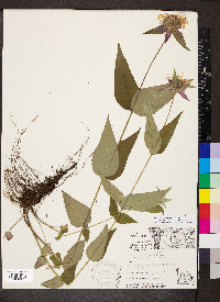 Monarda bradburiana image