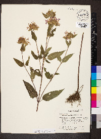 Monarda fistulosa var. menthifolia image