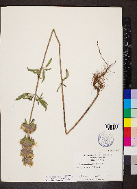 Monarda citriodora image