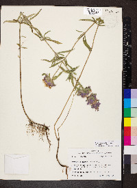 Monarda citriodora image