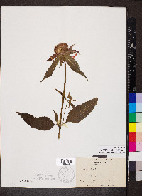 Monarda didyma image