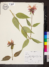 Monarda didyma image