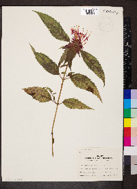 Monarda didyma image