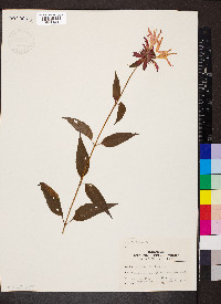 Monarda didyma image