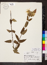 Monarda luteola image