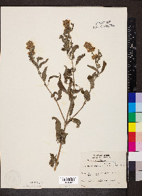 Nepeta cataria image