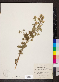 Nepeta cataria image