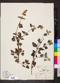 Nepeta cataria image