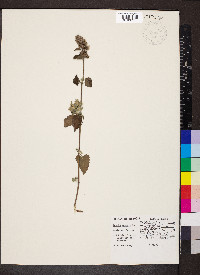 Nepeta cataria image