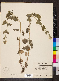 Nepeta cataria image