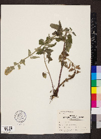 Nepeta cataria image