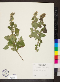 Nepeta cataria image
