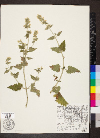 Nepeta cataria image