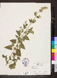 Nepeta cataria image