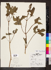 Ocimum campechianum image