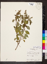 Ocimum campechianum image