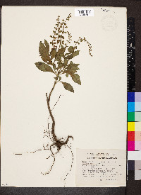 Ocimum selloi image