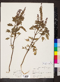 Ocimum basilicum image