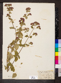 Origanum vulgare image