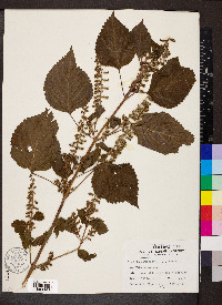 Perilla frutescens image