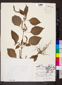 Perilla frutescens image