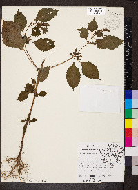 Perilla frutescens image