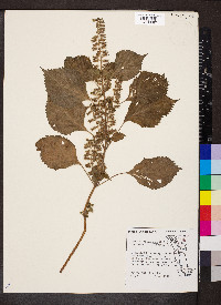 Perilla frutescens image