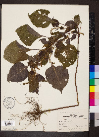 Perilla frutescens image