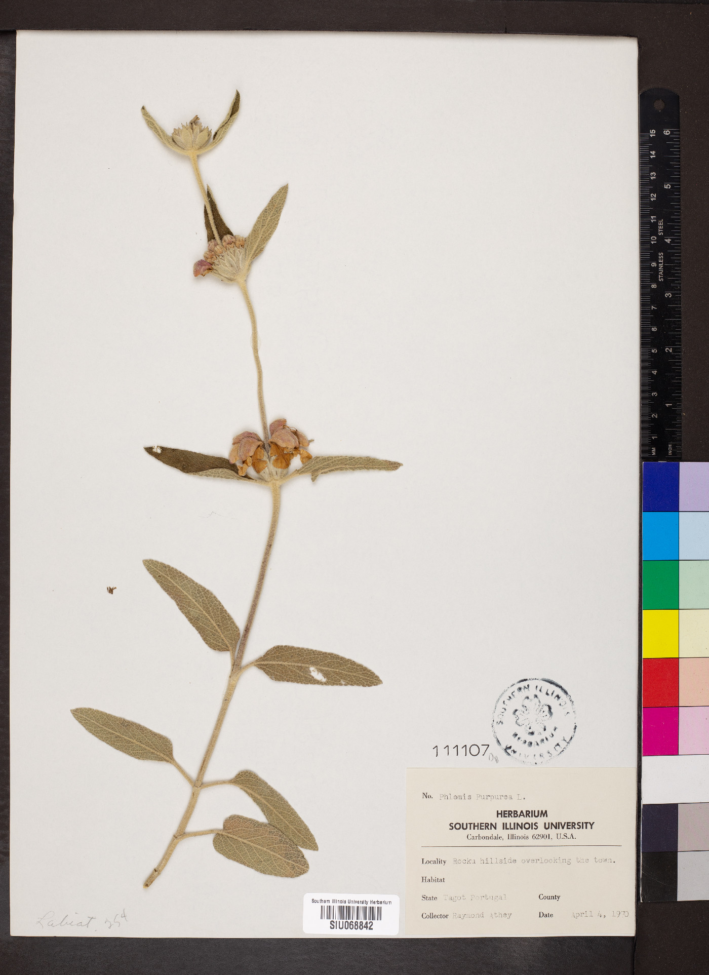 Phlomis purpurea image