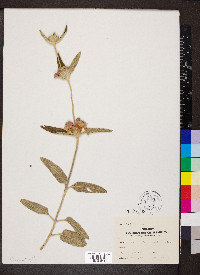 Phlomis purpurea image