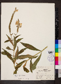 Physostegia virginiana subsp. virginiana image