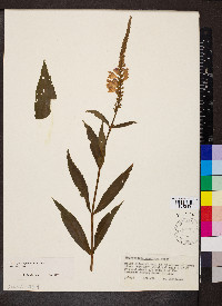 Physostegia virginiana subsp. virginiana image