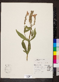 Physostegia virginiana subsp. virginiana image