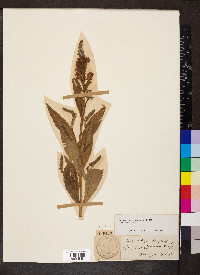 Physostegia virginiana subsp. virginiana image