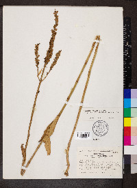 Physostegia virginiana image