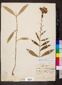 Physostegia virginiana subsp. praemorsa image