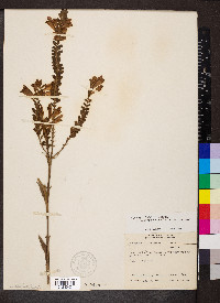 Physostegia virginiana subsp. praemorsa image