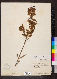 Physostegia virginiana subsp. praemorsa image