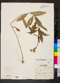 Physostegia virginiana image