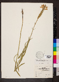 Physostegia virginiana subsp. praemorsa image
