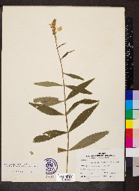 Physostegia virginiana image